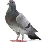 control de plagas palomas madrid