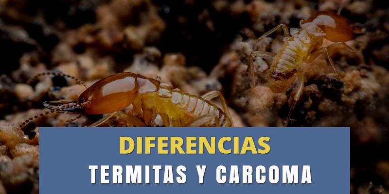 diferencias entre termitas y carcoma