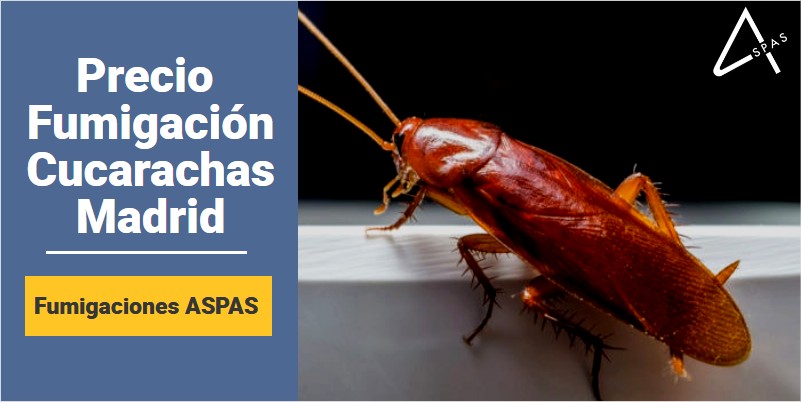 sal Esta llorando encanto ▷ ¿Cuál es el Precio de Fumigar Cucarachas en Madrid?