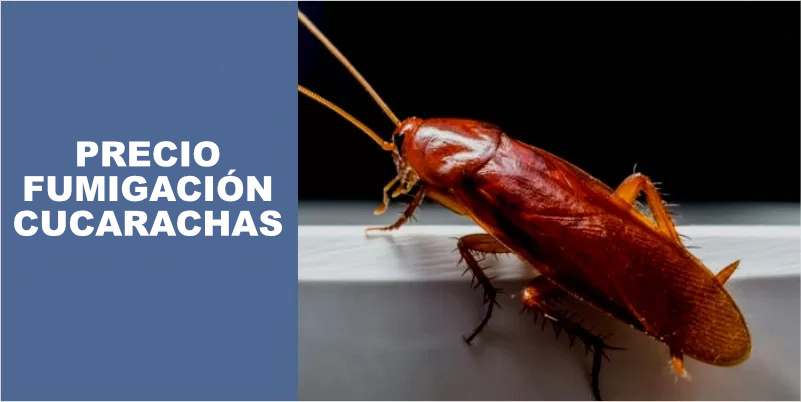 adherirse complicaciones origen ▷ ¿Cuál es el Precio de Fumigar Cucarachas?