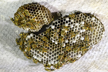 avispero